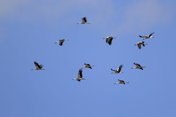 Belki üstümüzden binlerce leylek geçer…